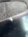 Pantalla multifunción Kia Sportage V