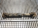 Palier delantero Ford Maverick (UDS, UNS) 2.4 i 91 kW 1993-1998