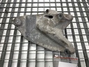 Soporte de motor VW Crafter 30-50 2.0 TDI 80 kW 2011-2016
