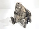Soporte de motor VW Touareg (7LA, 7L6, 7L7) 2002-2013